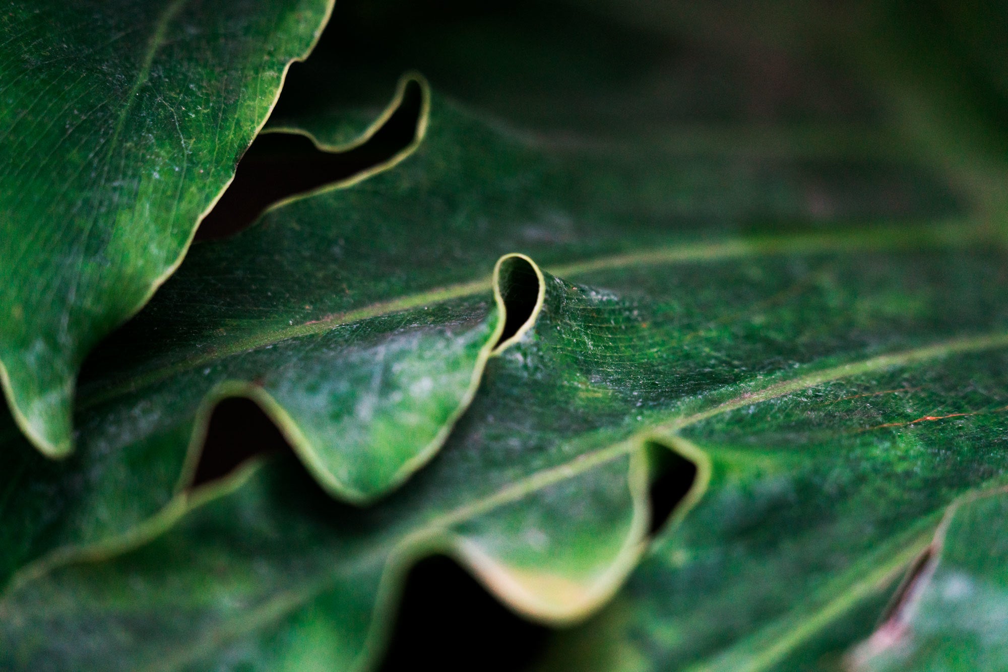 thick-green-leaf.jpg