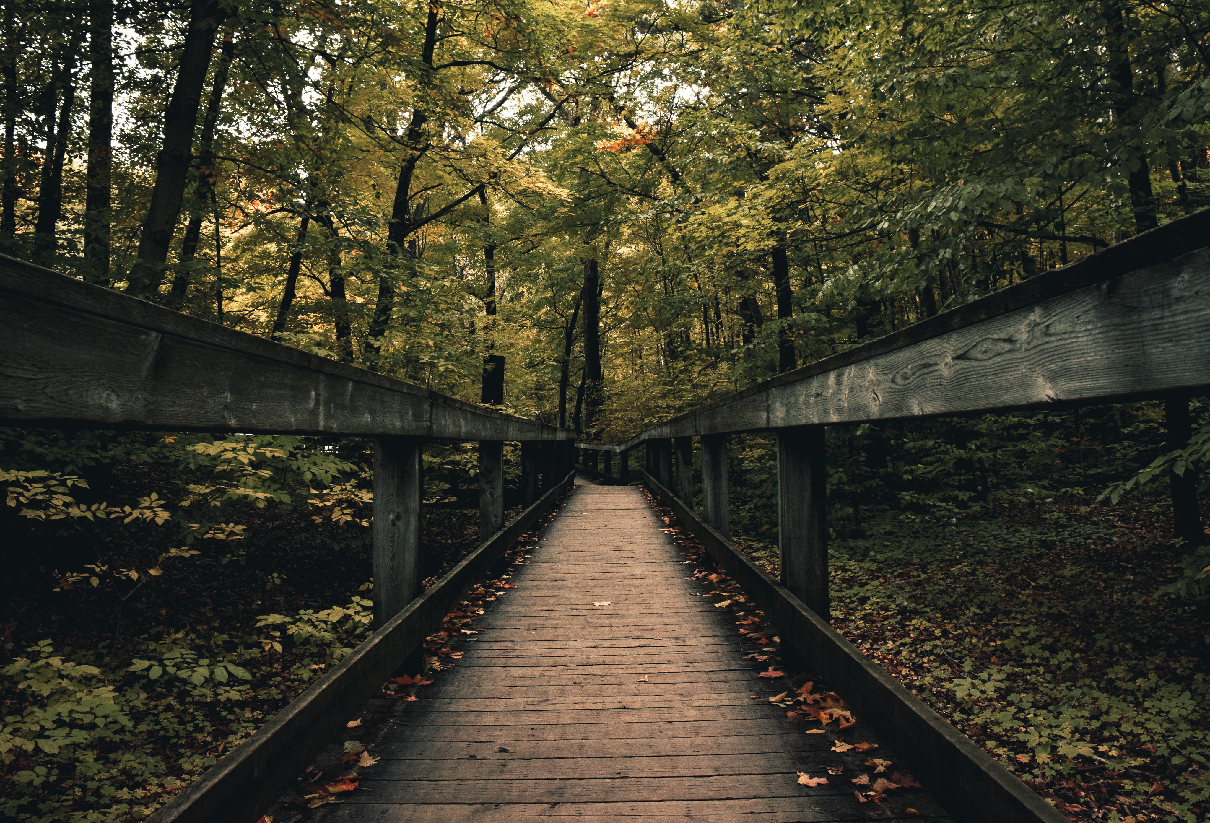 wooden-boardwalk-nature-path.jpg